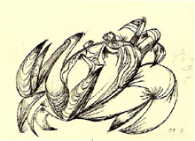 n.36