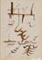 Ritmi