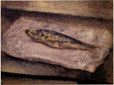 Aringa, 1975 - olio su carta tela, 51 x 71,5 cm